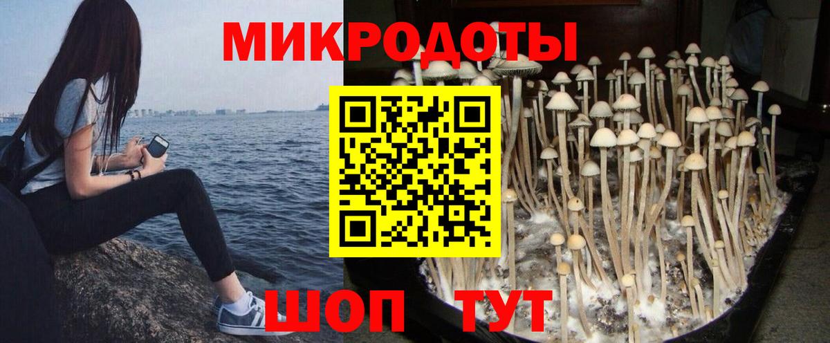 Псилоцибиновые грибы Cubensis  Вход с VPN  Гудермес 